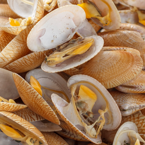 Baby Clams "Vongole" style - Shelled Clams - Domestic Seafood